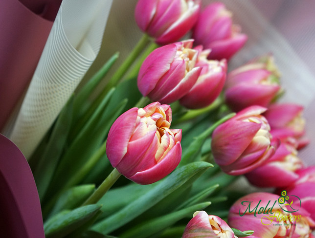 Bouquet of peony-style pink-yellow tulips photo